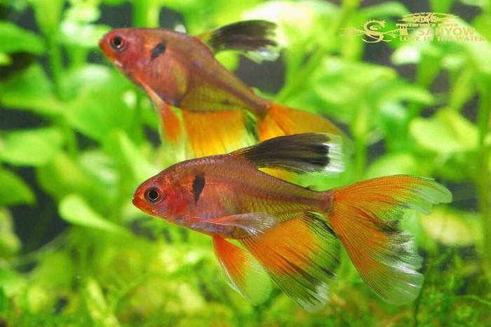 Hyphessobrycon eques вуалевый