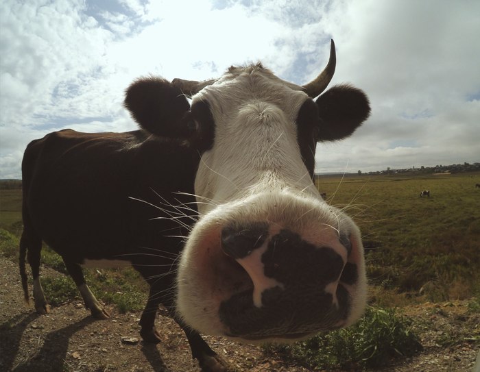 muuu - Cow, The photo, Animals, Wide-angle lens, Village