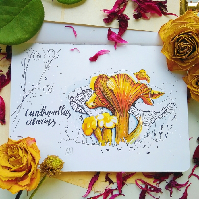 Chanterelles - My, Mushrooms, Chanterelles, Drawing, Graphics, Sketch, Sketchbook, Marker, Drawing with a marker