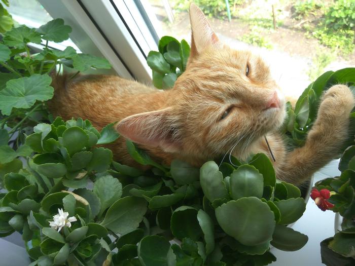 When the owners put an extra pot of flowers on the windowsill - Redheads, cat, My