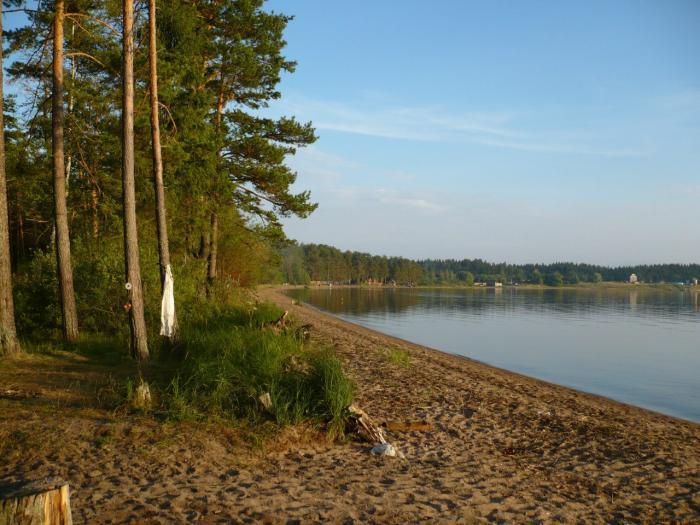 Fishing on the lake Shlino! - My, Pike, Carp, Perch, , Fishing, Summer, Relaxation, Fish perch