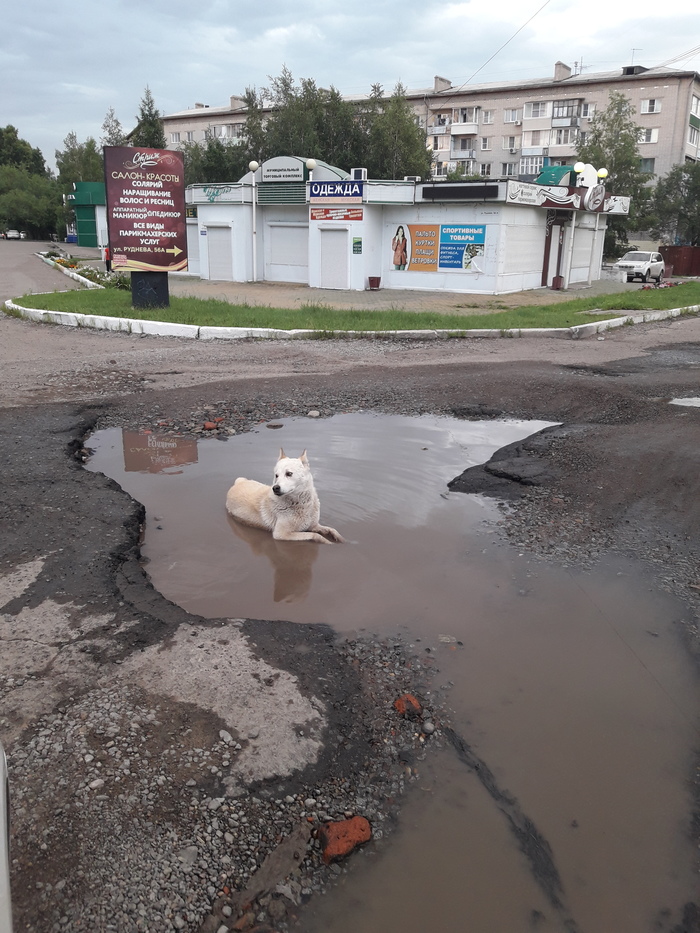 holes in the road) - My, The photo, Dog, Pit, Russian roads, My, Longpost