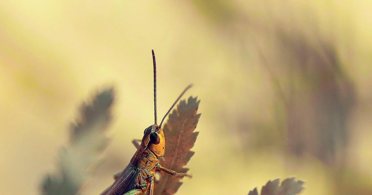 листовидная жужелица. Mormolyce. скрипачи насекомые. жук скрипач насекомое. жук листовидная жужелица.