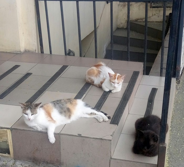 � �����������