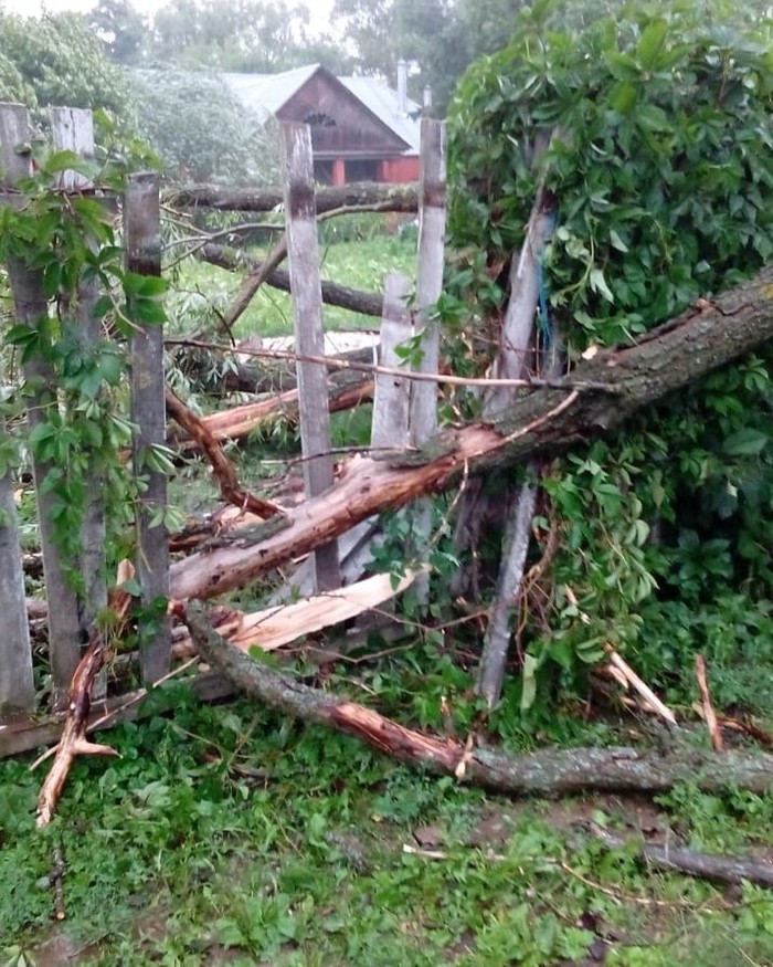 Emergency (dry tree) fell on the fence. - My, Tree, Longpost, A question for lawyers, Legal aid