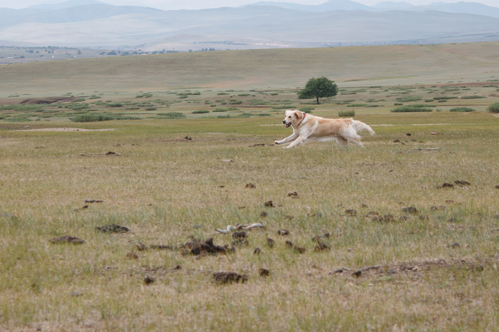 Khubsugul - My, Khubsugul, Golden retriever, Longpost