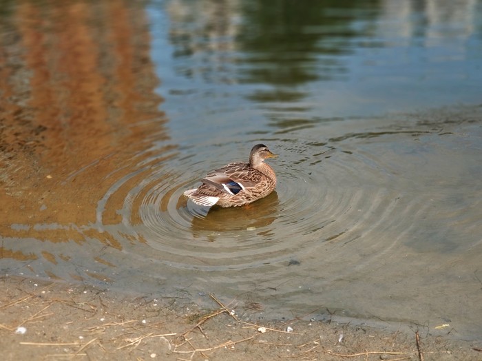 Quack - My, Duck, The photo, Pond, Novosibirsk, Xiaomi mi Note 3