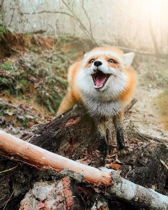 And I told him: Gingerbread Man, Gingerbread Man, sit on my tongue and sing for the last time. - The photo, Fox, Gingerbread man, Story, Domestic fox, Fox Juniper, Animals