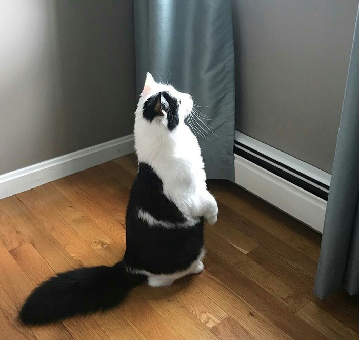 Превращение в белку завершится через..