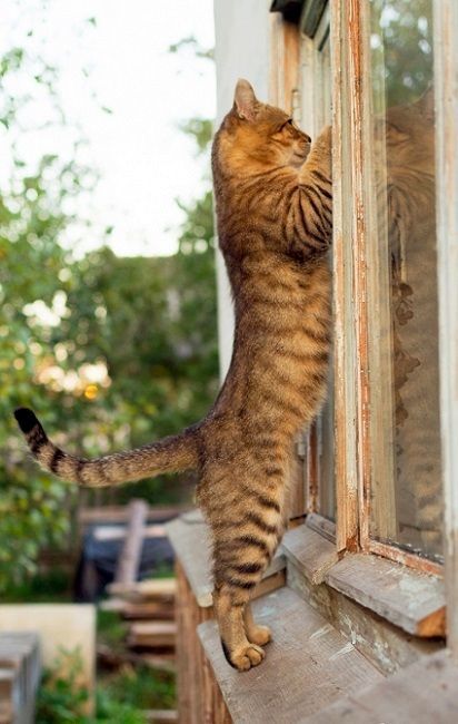 Cat Spying on Neighbors - , Interesting, cat, Routine, Can