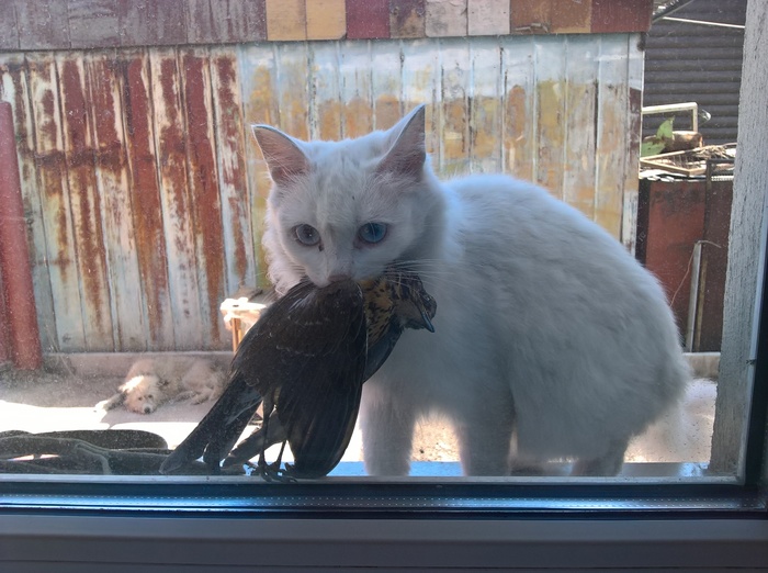 The cat knocked on the window in the morning - My, Cat lovers, cat house, cat, Hunting, Birds