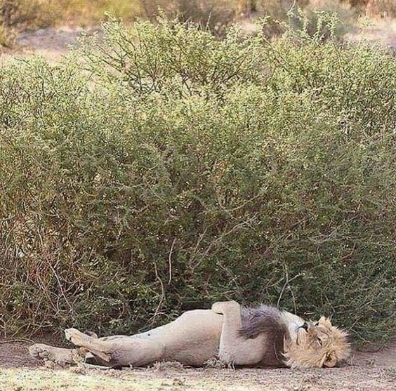 Warm belly. - The photo, a lion, Relaxation, cat