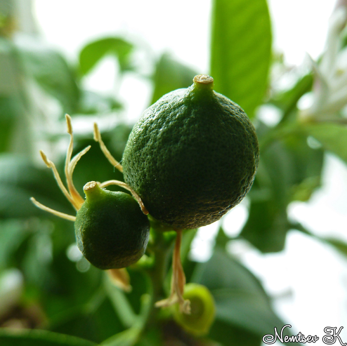 Мои маленькие лимончики