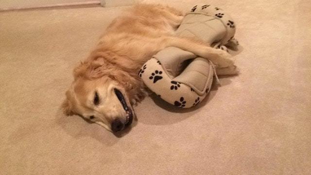 This dog likes to sleep not on his bed, but in an embrace with her - The photo, Animals, Dog, Dream, Bed, Hugs, Reddit