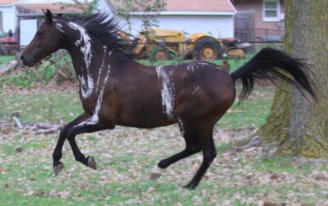 Fancy horses - Horses, Suit, Beautiful, Longpost