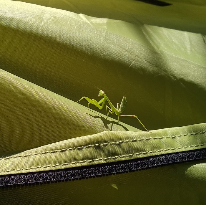 Mantis - My, Mantis, Camping, Vacation, Kabardinka, Longpost