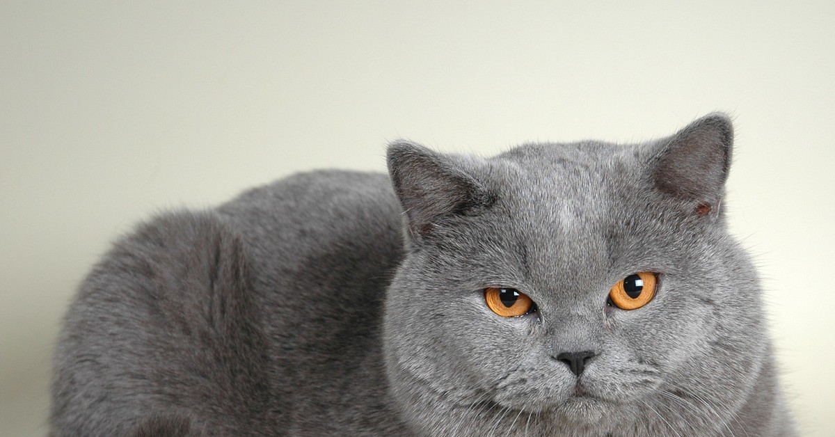 Коты британской породы фото прямоухие