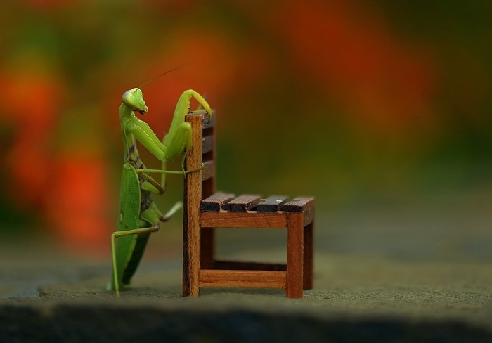 Take a seat, please - My, , Macro photography, Mantis, The photo