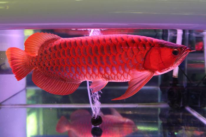 Красная аравана