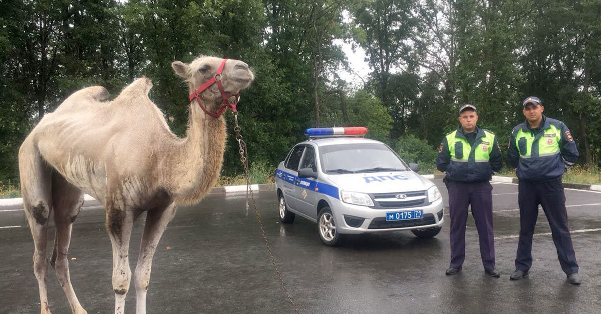 Машина верблюд. Верблюд уходит. Верблюд в цирке.