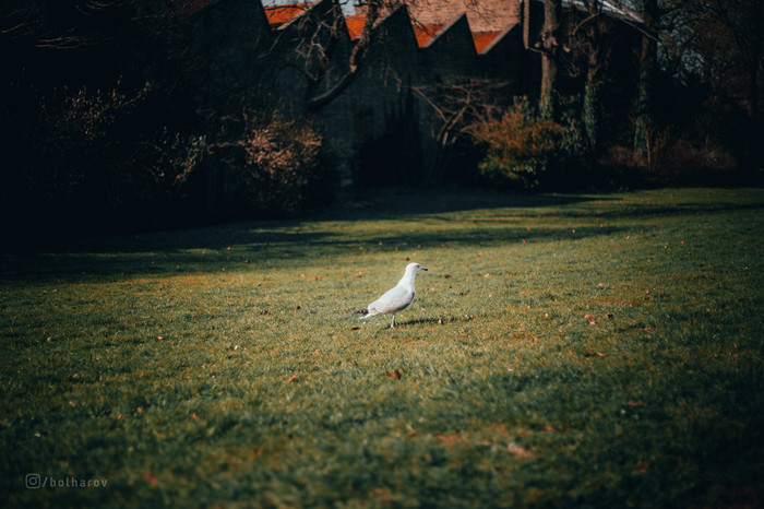 И еще немного Брюгге... Брюгге, Бельгия, фотография, Путешествия, длиннопост