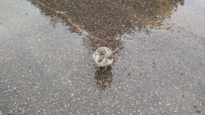 Wagtail chick - My, Chick, Wagtail, Birds, Video, Longpost