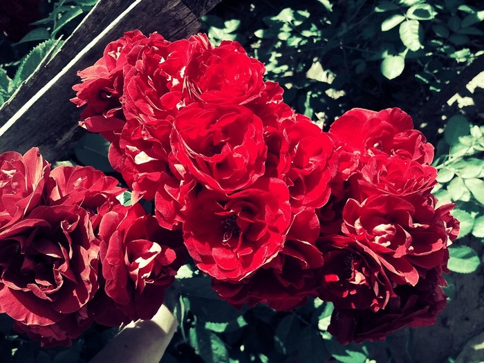 garden rose - My, Beginning photographer, Nokia Lumia, Flowers, The photo, Nature, Longpost