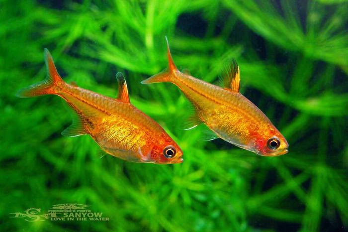 Hyphessobrycon amandae