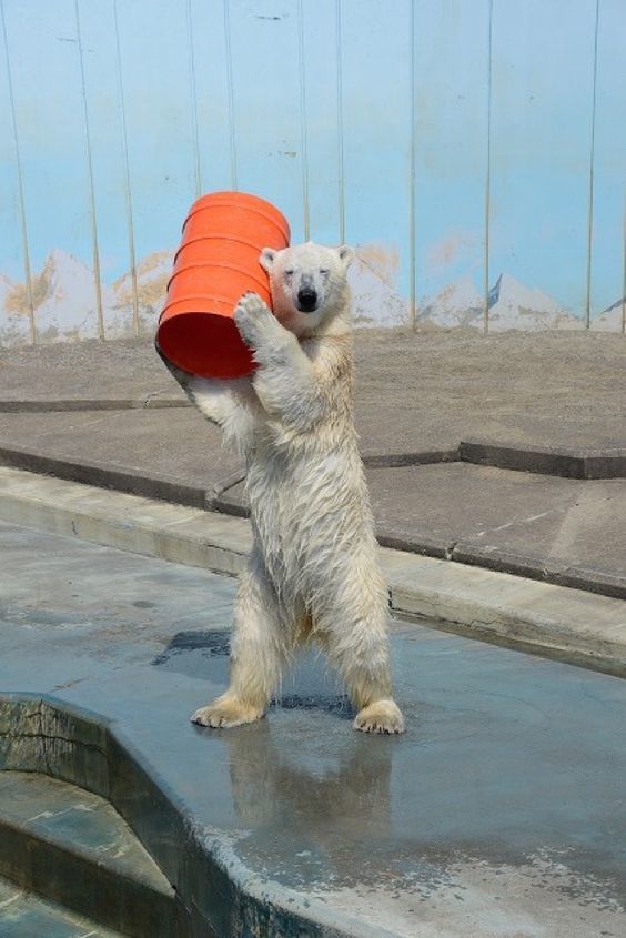 Everyone has their favorite toys. - The photo, The Bears, Polar bear, Barrel, Animals, Toys