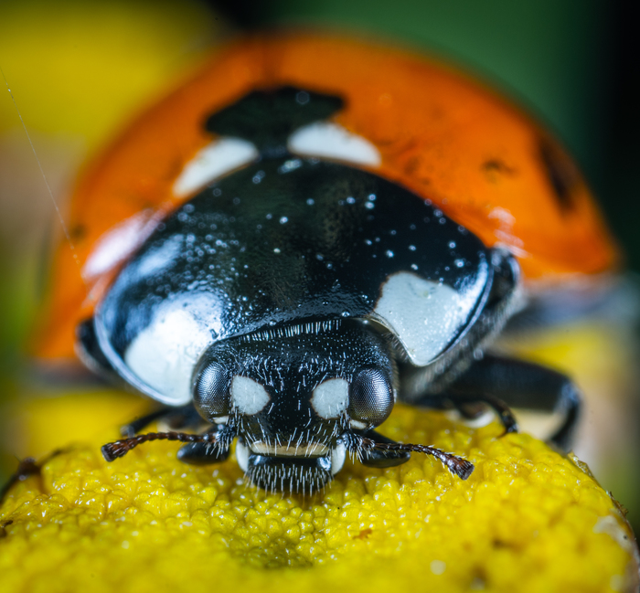 ladybug - My, ladybug, Insects, Macro, Macrohunt, Жуки, Mp-e 65 mm, Dracula, Macro photography