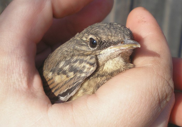 Wheatear fledglings - My, Cell, Help, Kindness, Birds, Helping animals