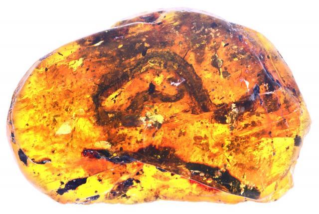 Ancient snake found in amber - Paleontology, Snake, Amber