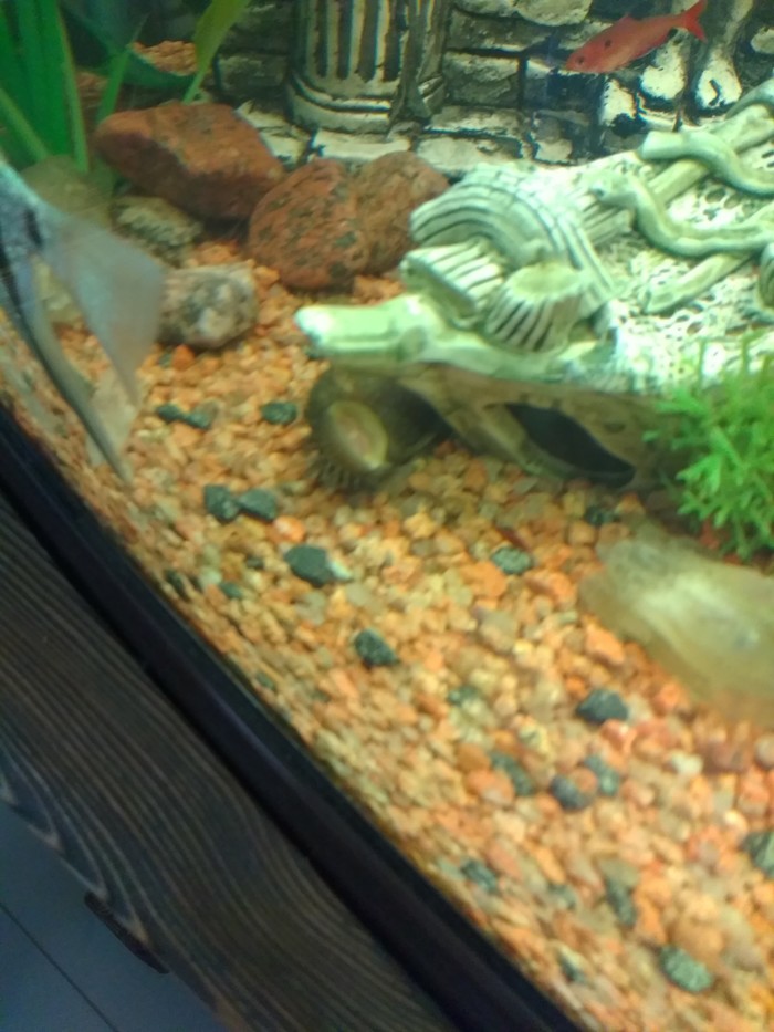 Somik broke) - My, Aquarium, Catfish, Aquarium fish, Longpost