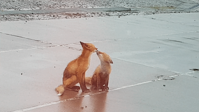 Aaah! - My, Fox, Watch, GIF