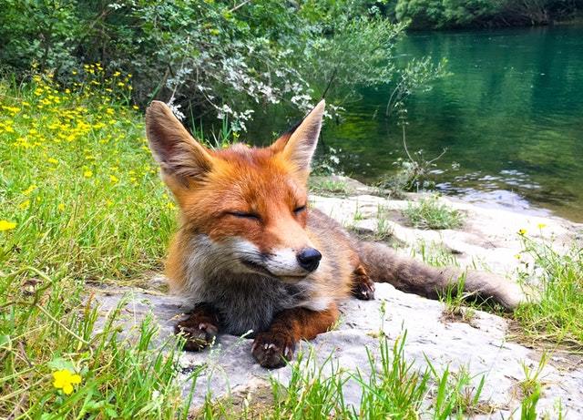 Kayaked down the river and this little guy joined us when we stopped for lunch! - Fox, Animals, Milota, Reddit, The photo