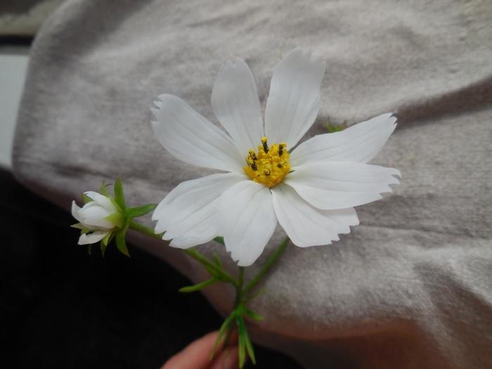 Another kosmeya, white (handmade, cold porcelain)... - My, Needlework with process, Flowers, Longpost, Cold porcelain, Cosmos