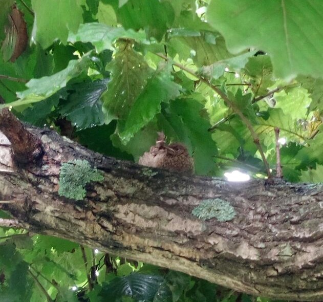 What kind of bird? - My, What kind of bird?, Vladivostok