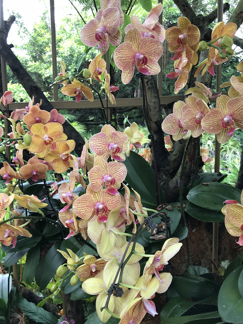 singapore orchid park - My, Singapore, Orchids, Flowers, Longpost