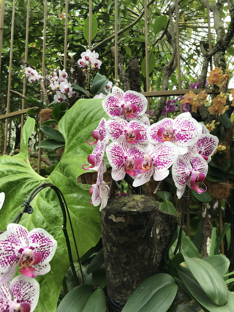 singapore orchid park - My, Singapore, Orchids, Flowers, Longpost