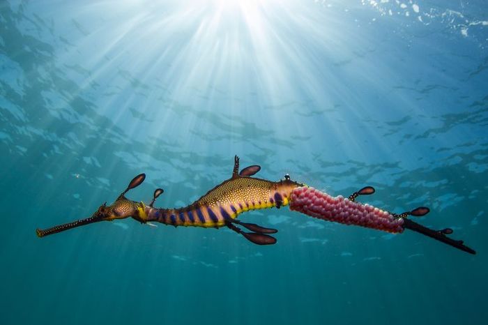 Sea Dragon - Sea Dragon, The Dragon, Marine life, Sea life, Sailors