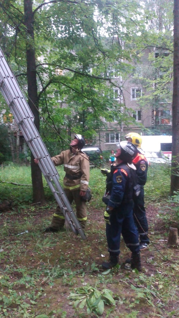 Good news from Sergiev Posad: PSO 13 rescuers removed a man and a kitten from a tree. - cat, Longpost, Good news, Rescuers