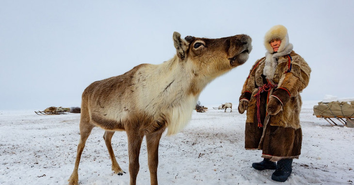 Коренные жители крайнего севера. Ненцы оленеводы. Народы севера ненцы - оленеводы. Оленеводы в Усть-Цильме. Коренные народы севера оленеводство.