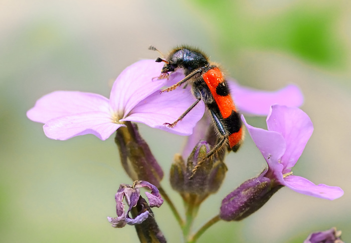 Pestryak bee. - My, , , Macro, The photo, Macro photography