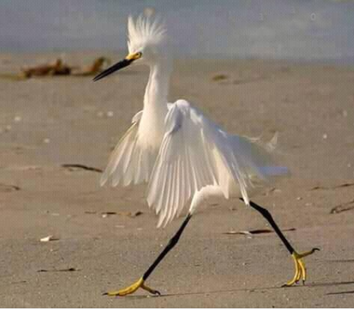 Friday, time to go home... - Egret, Friday, The photo, Birds