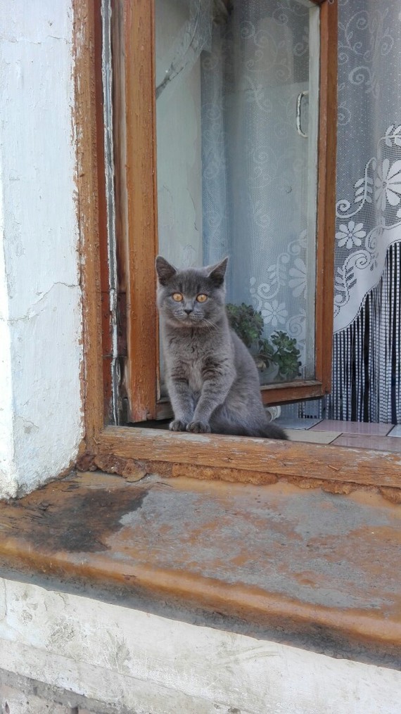 Country cat - My, cat, Village, Window