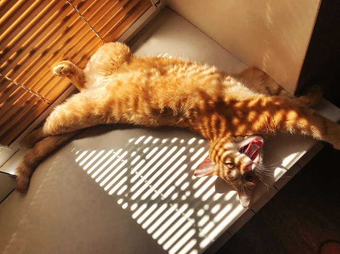 Рыжая бестия Марс