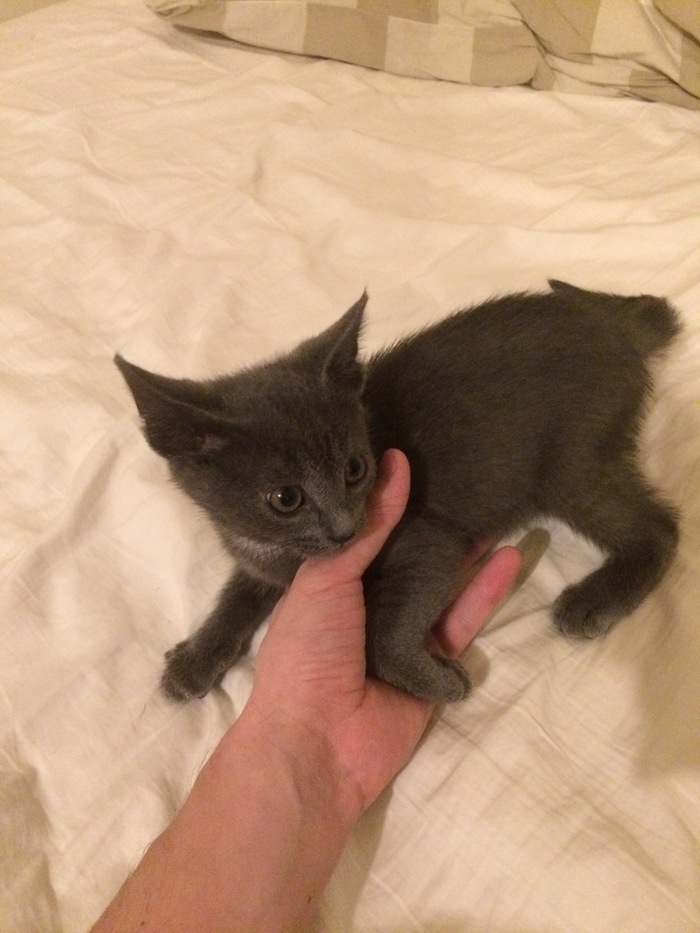 I am looking for a kitten - My, cat, Lost cat, Kittens, Moscow, Shcherbinka, Longpost