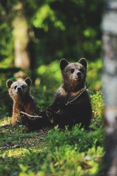 bear life - The Bears, The photo, Nature, Longpost, Animals