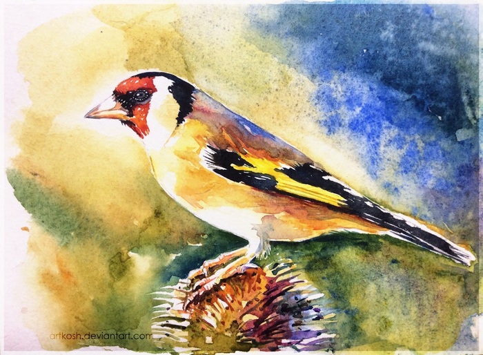 watercolor goldfinch - My, Artkosh, Watercolor, Birds, Goldfinch, Drawing, Sketch
