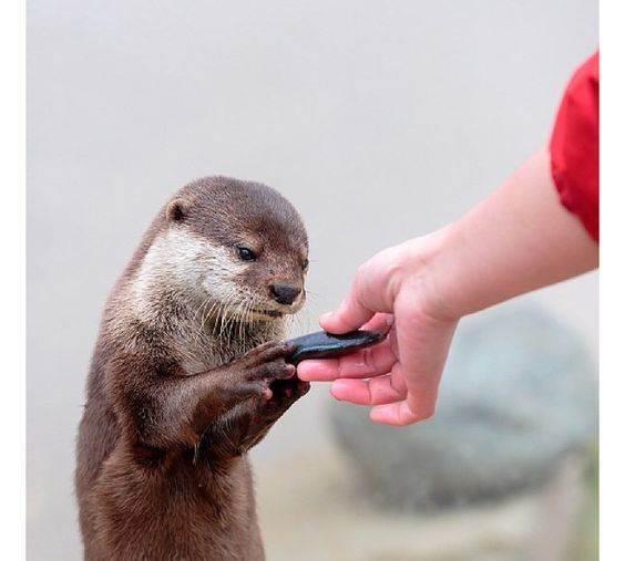 What a beautiful stone! - The photo, Otter, A rock, Animals